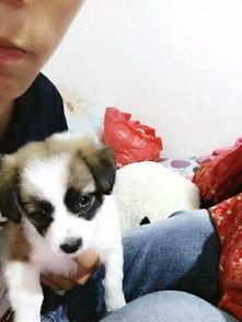 娱乐吃瓜酱宠物收养,宠物收养背后的娱乐吃瓜故事